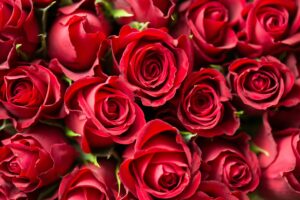 цветы flowers